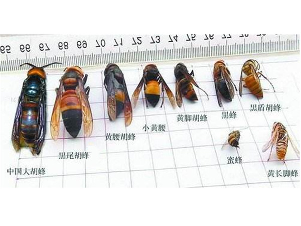 马蜂
