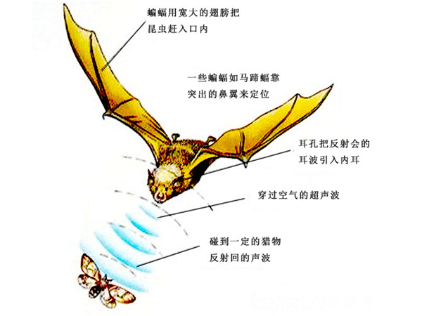 蝙蝠