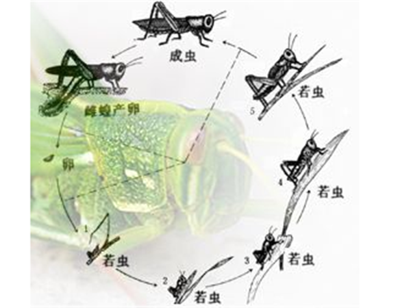 蝗虫