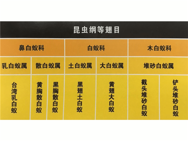 白蚁