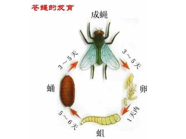 蚊蝇