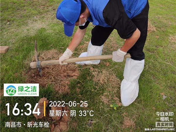 红火蚁