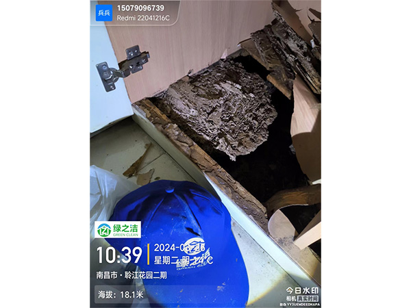 乳白蚁精准定位现场