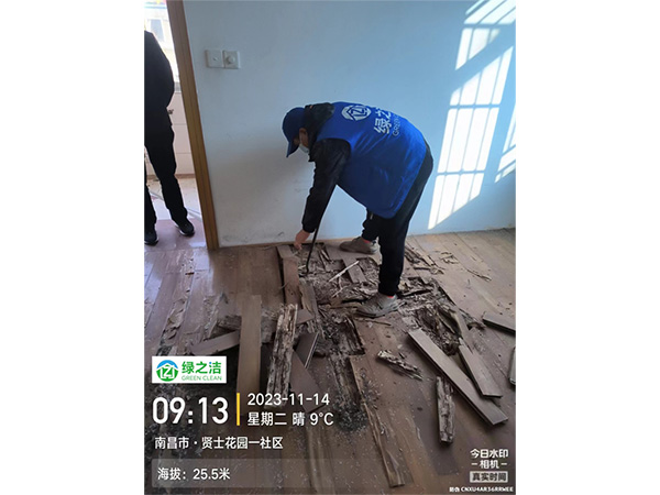 乳白蚁治理现场